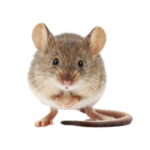 ratos-removebg-preview